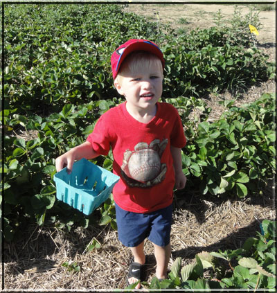 Carter strawberry picking